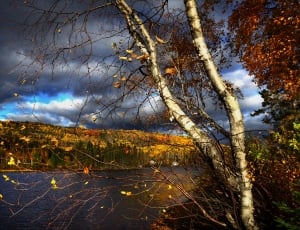 Lake, Trees, Nature, Autumn Landscape, tree, nature thumbnail