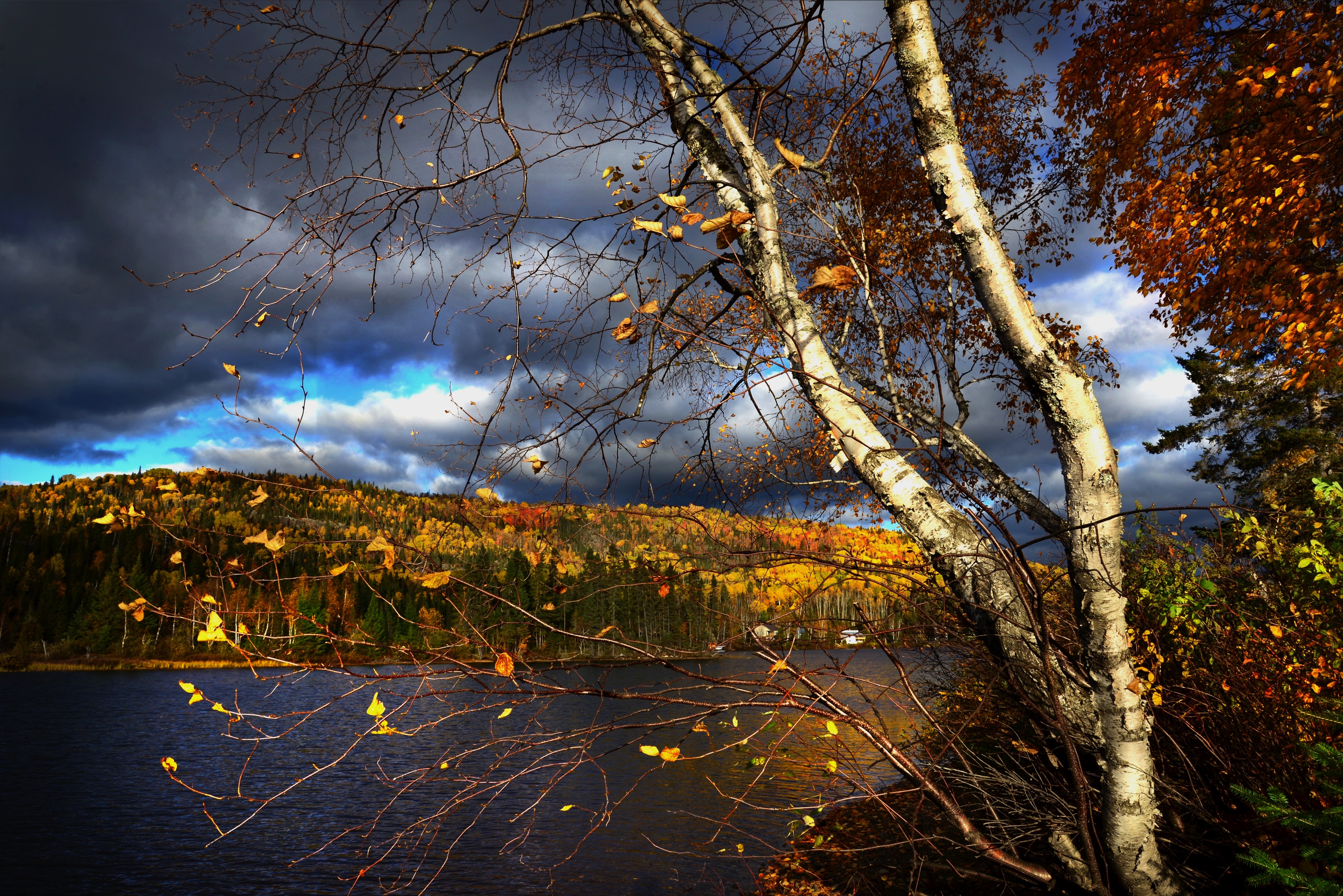 Lake, Trees, Nature, Autumn Landscape, tree, nature