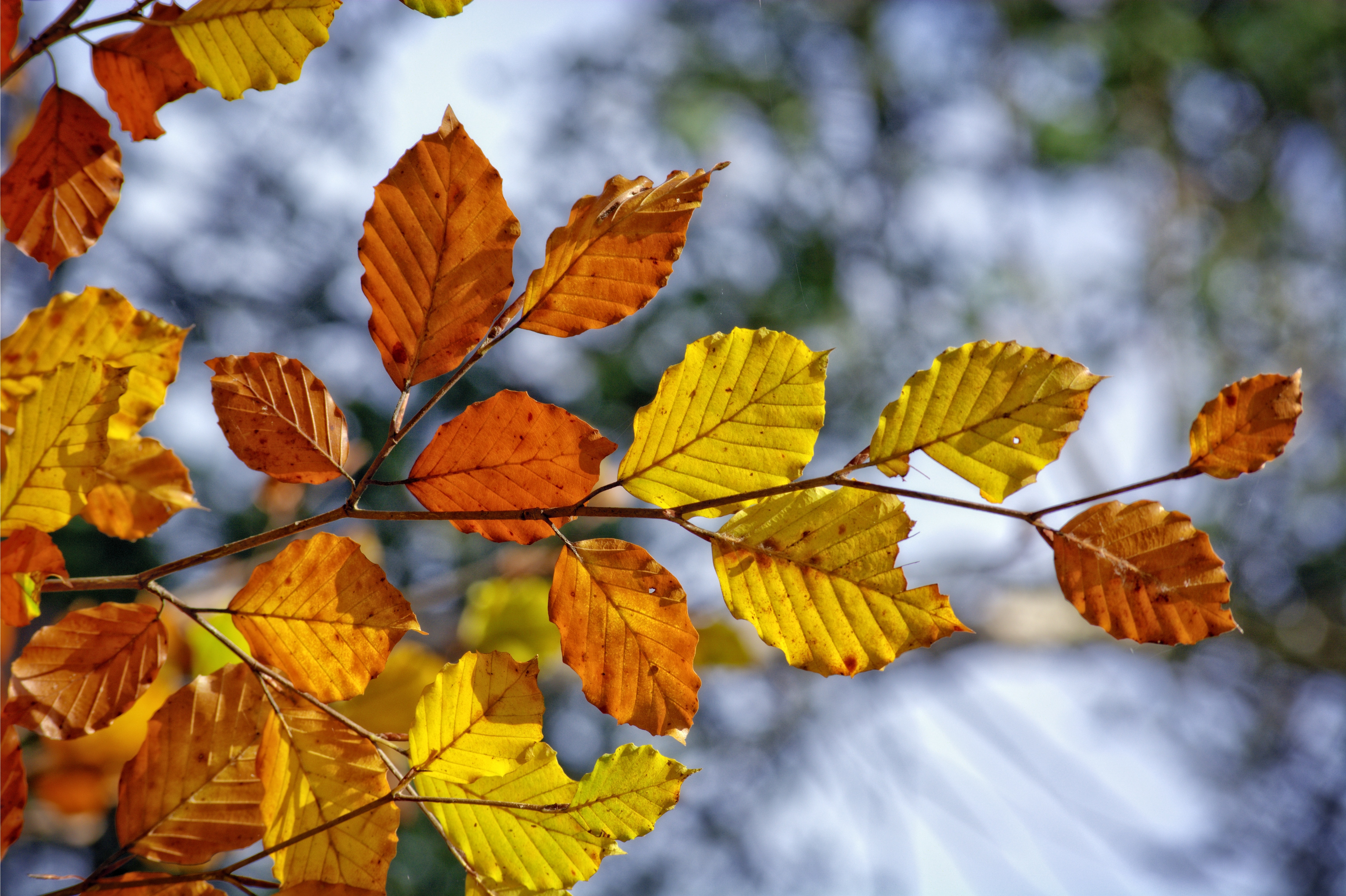brown and yellow leaves