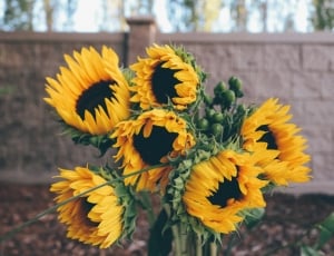 sun flower thumbnail
