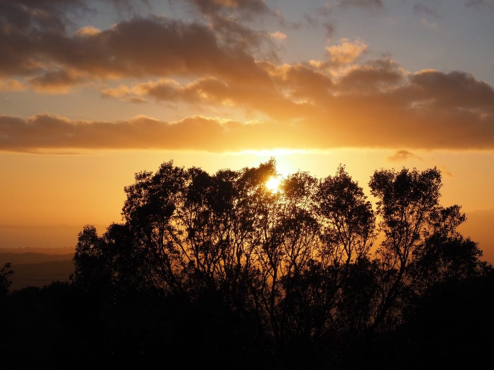 silhouette of trees preview