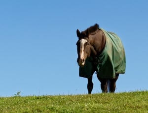 Animal, Horse, Horse Blanket, Grass, horse, outdoors thumbnail