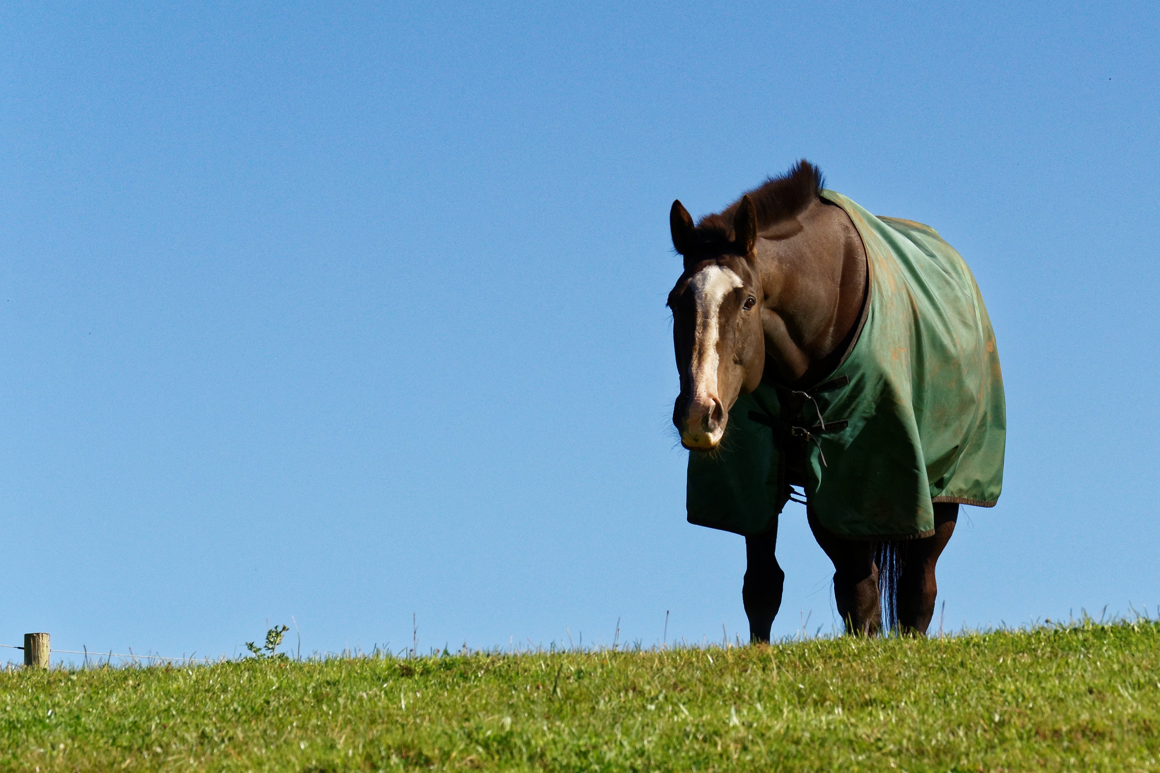 Animal, Horse, Horse Blanket, Grass, horse, outdoors