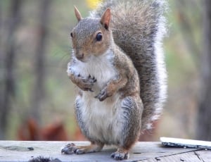 Sitting, Eastern Grey Squirrel, Eating, animals in the wild, one animal thumbnail