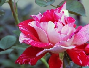 Rose, Spotted, Floral, Flower, Striped, flower, petal thumbnail