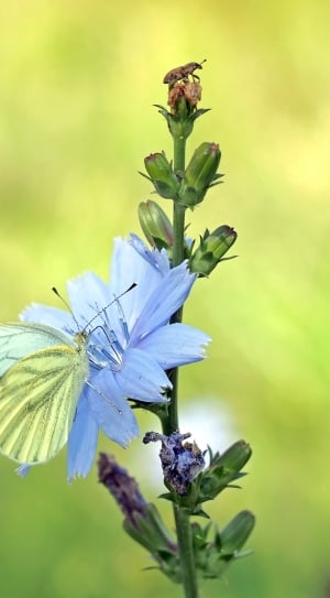 white cabbage butterfly thumbnail