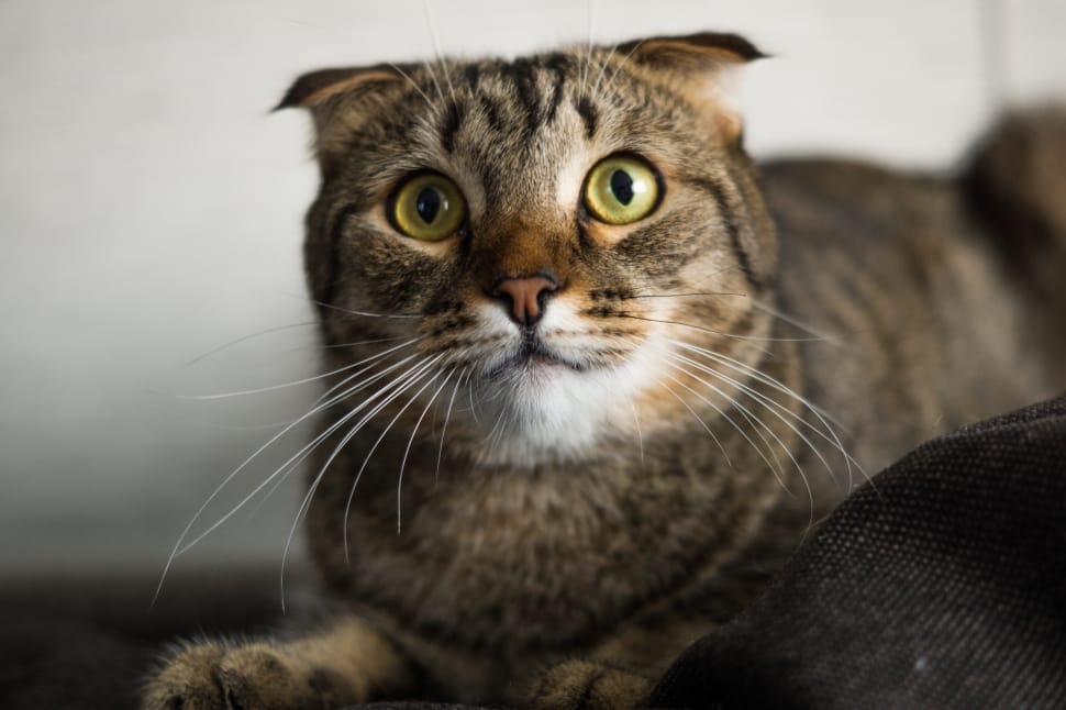 close up photo of tabby cat preview