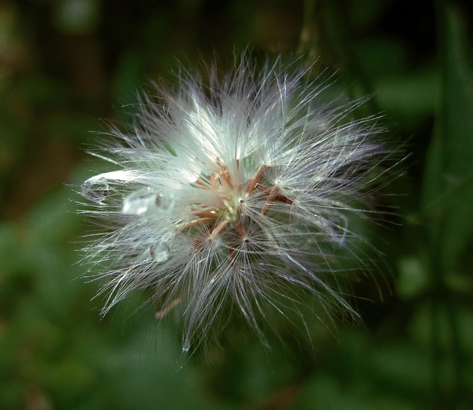 close up photography of Dandelion preview