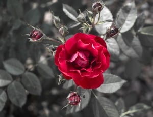 red roses thumbnail