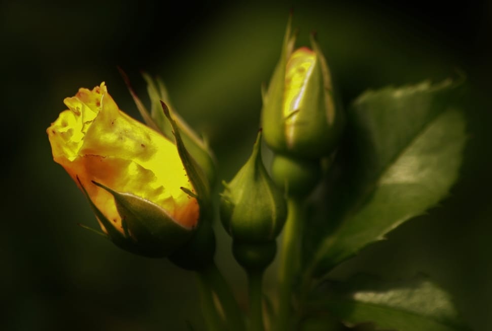 yellow rose bud about to bloom on close up photography preview