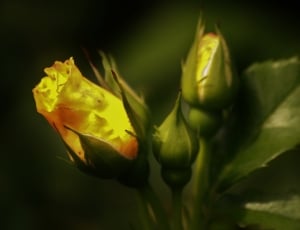 yellow rose bud about to bloom on close up photography thumbnail