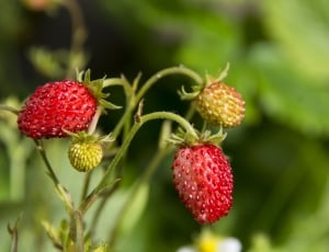 red strawberries thumbnail