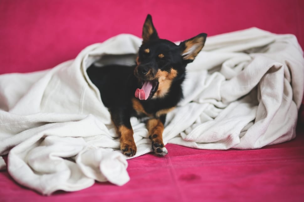 yawning dog under a blanket preview