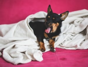 yawning dog under a blanket thumbnail