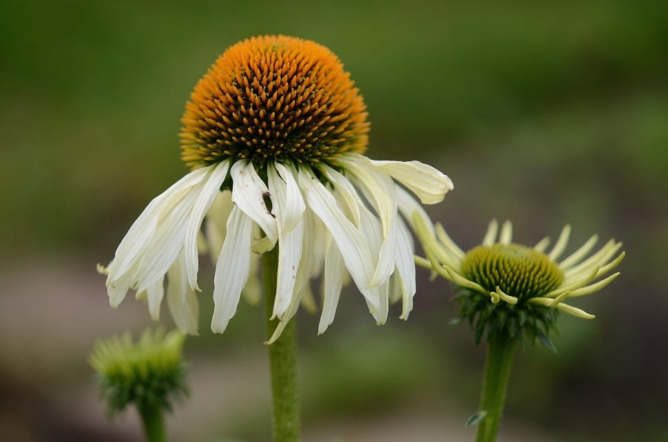 white coneflower preview