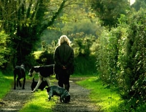 human in blonde hair wearing black jacket with four assorted dogs walking in the middle of the trail with trees and bushes on both sides thumbnail