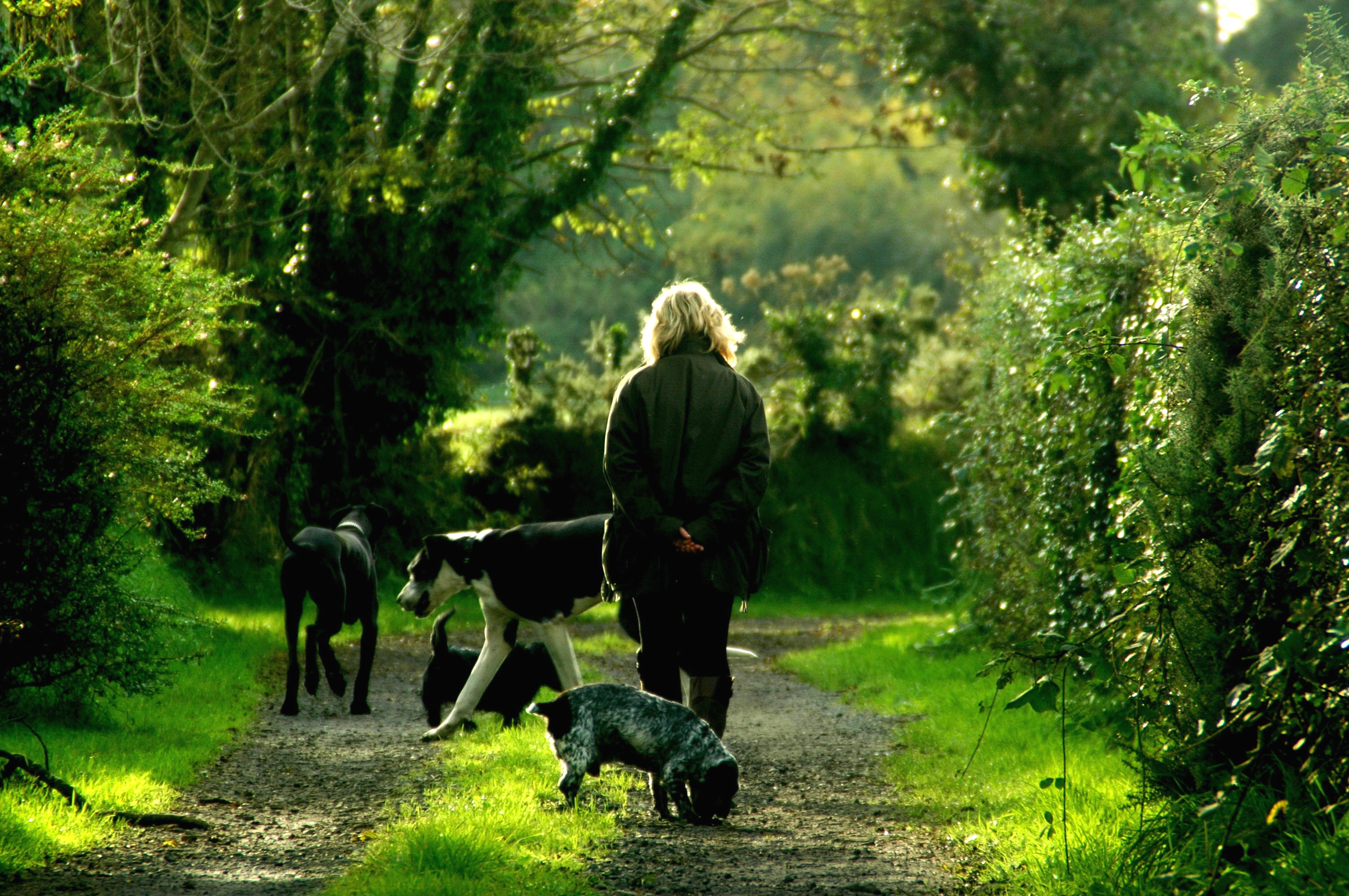 human in blonde hair wearing black jacket with four assorted dogs walking in the middle of the trail with trees and bushes on both sides