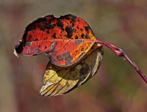red, brown and black leaves thumbnail