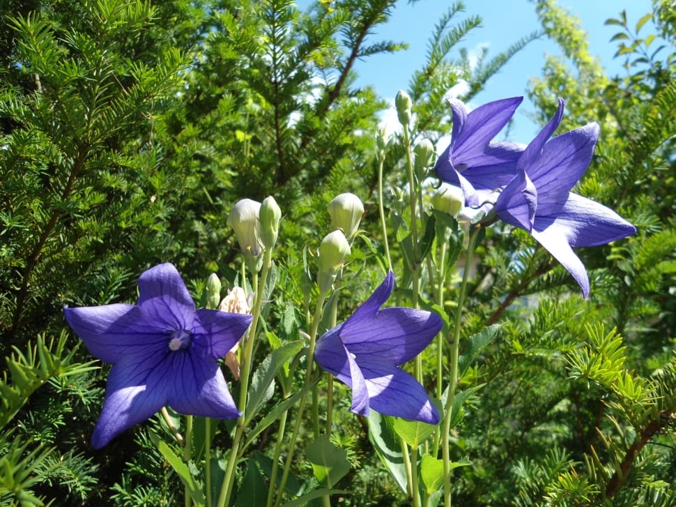 Blossom, Bell Bluem, Campanula, Flower, purple, blue preview