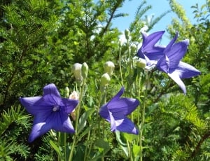 Blossom, Bell Bluem, Campanula, Flower, purple, blue thumbnail