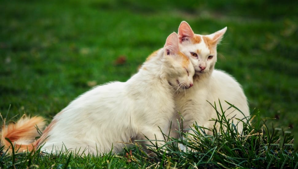tilt shift lens photography of white and brown cats preview