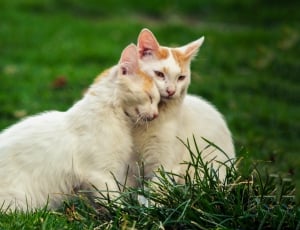tilt shift lens photography of white and brown cats thumbnail