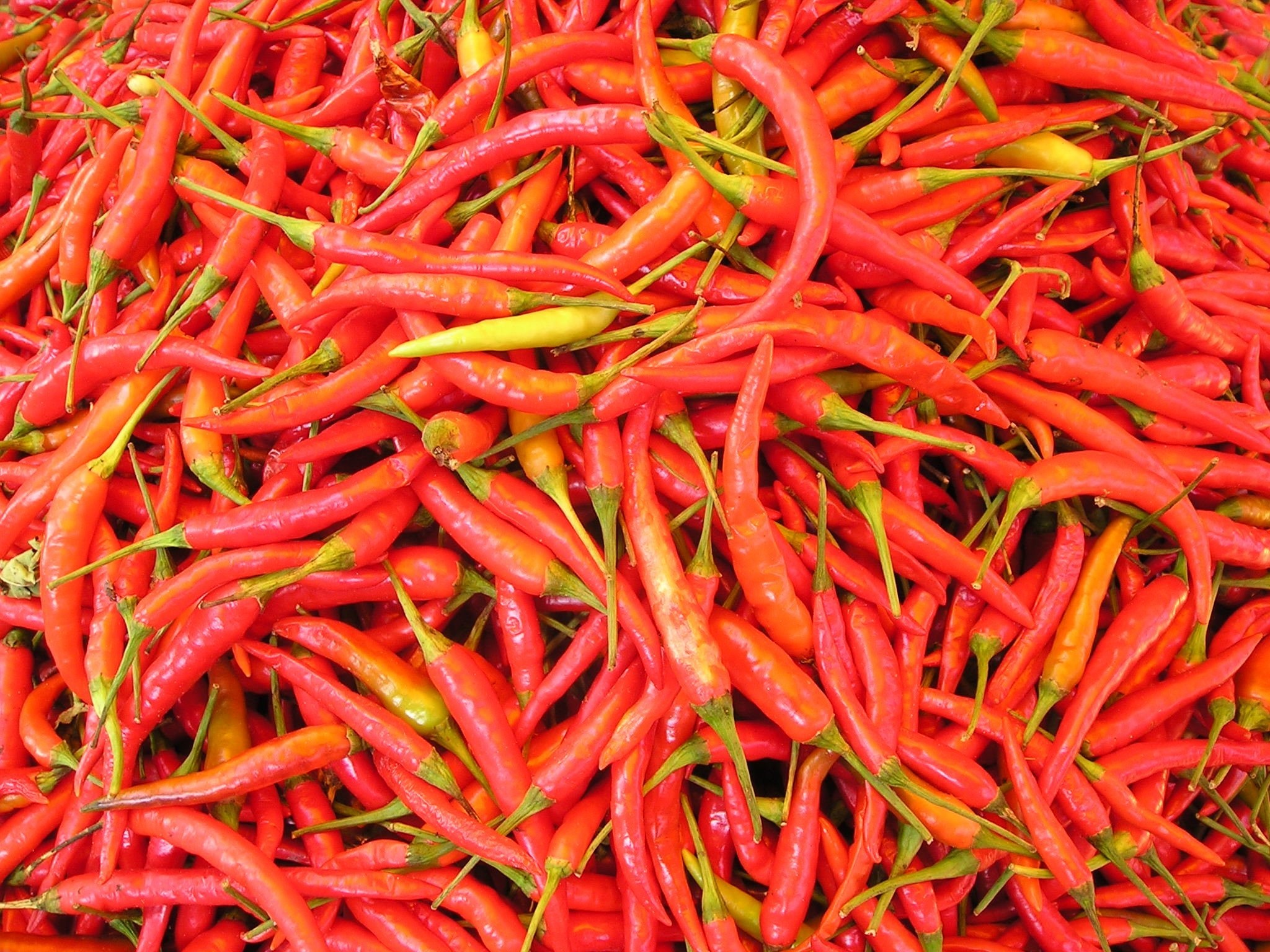 Chilli Pepper, Sharp, Laos, Spices, red, food