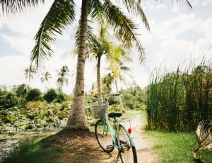 teal cruiser bike park beside the coconut tree thumbnail