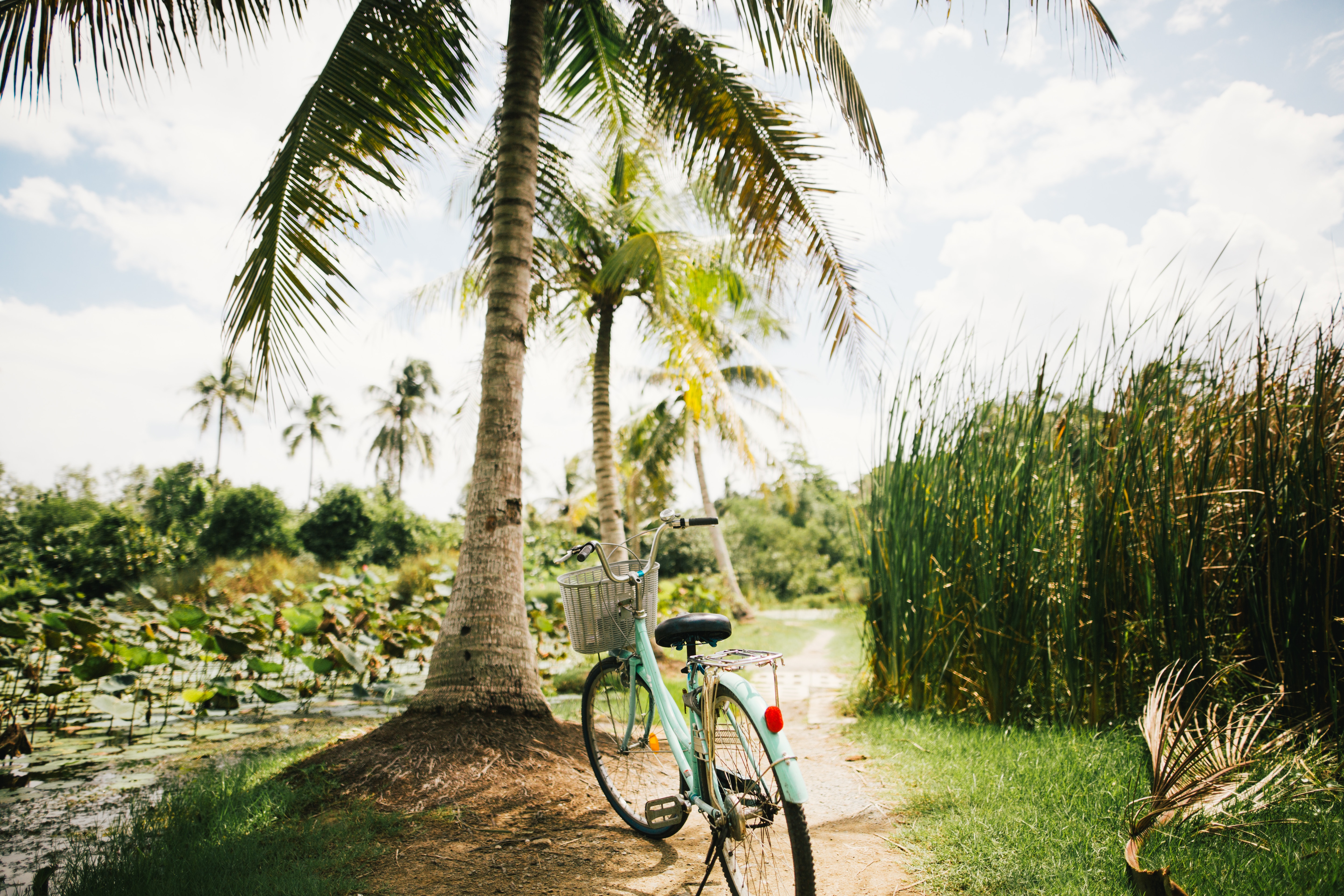 teal cruiser bike park beside the coconut tree
