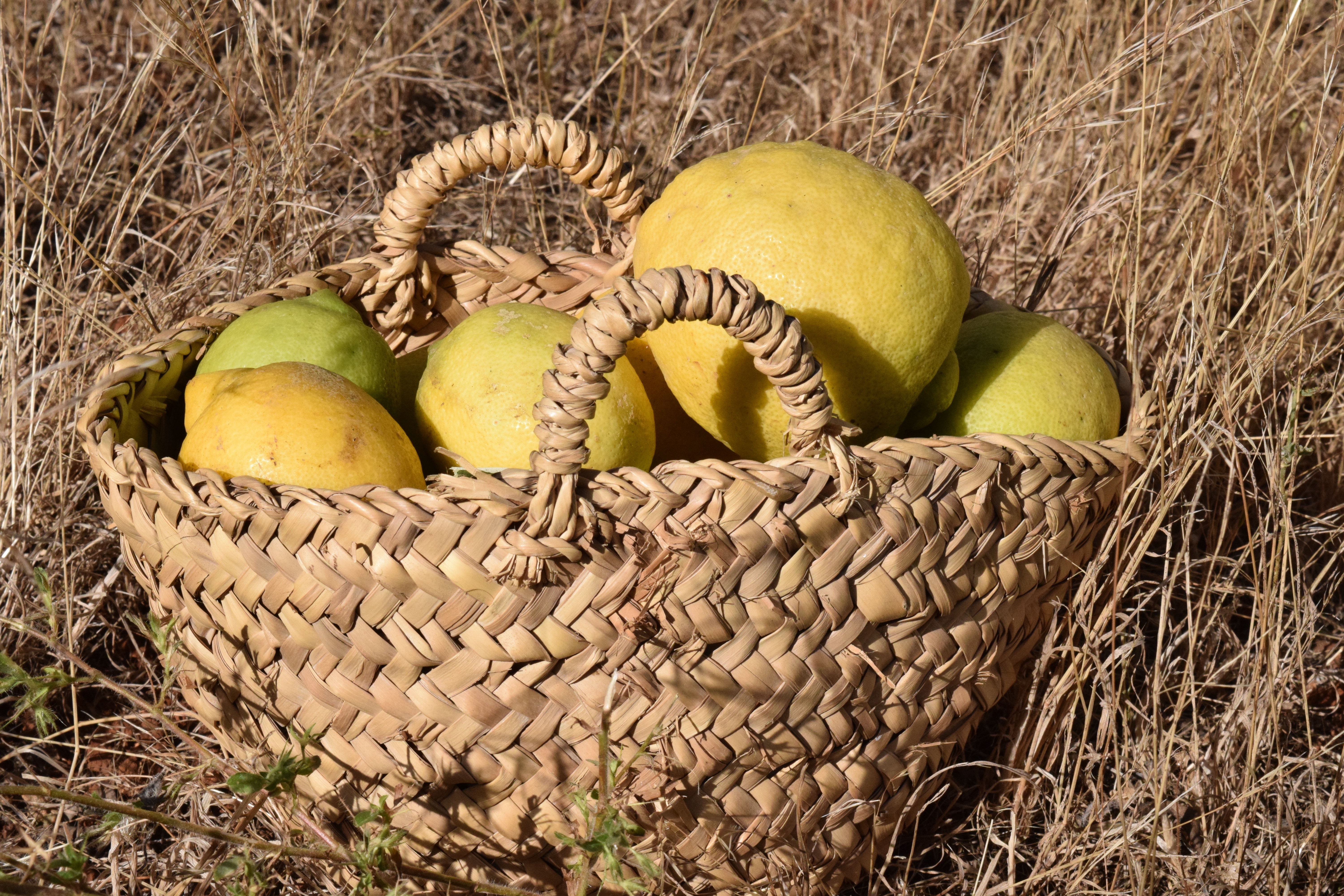 yellow lemons on brown wicker basket