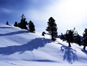 snow and assorted trees thumbnail