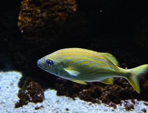 yellow and blue fish thumbnail