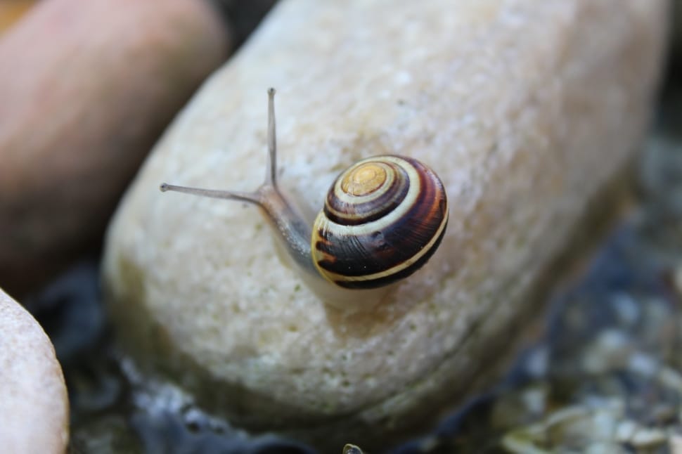 brown and white snail preview