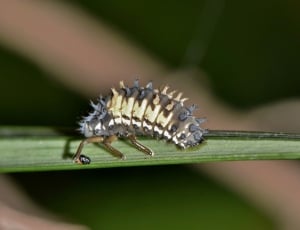 black caterpillar thumbnail