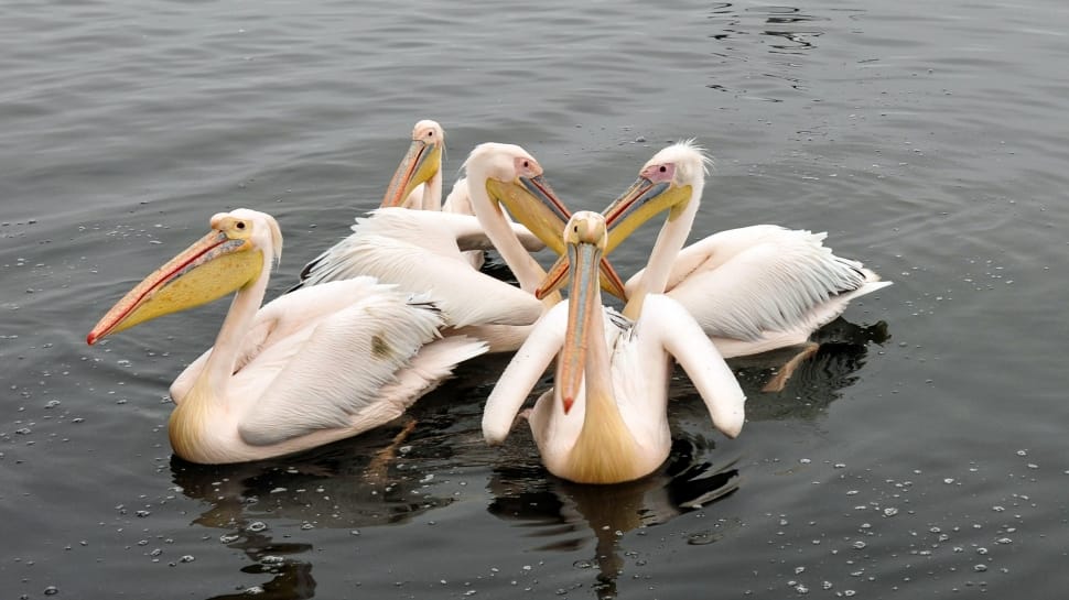 pelicans preview