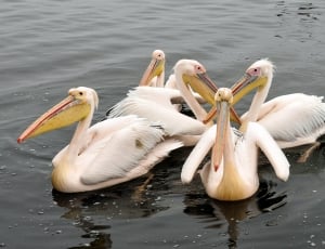 pelicans thumbnail