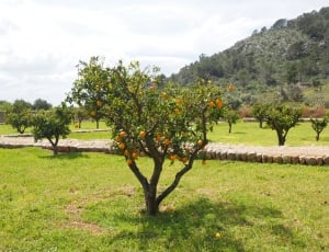 photography of orange tree thumbnail