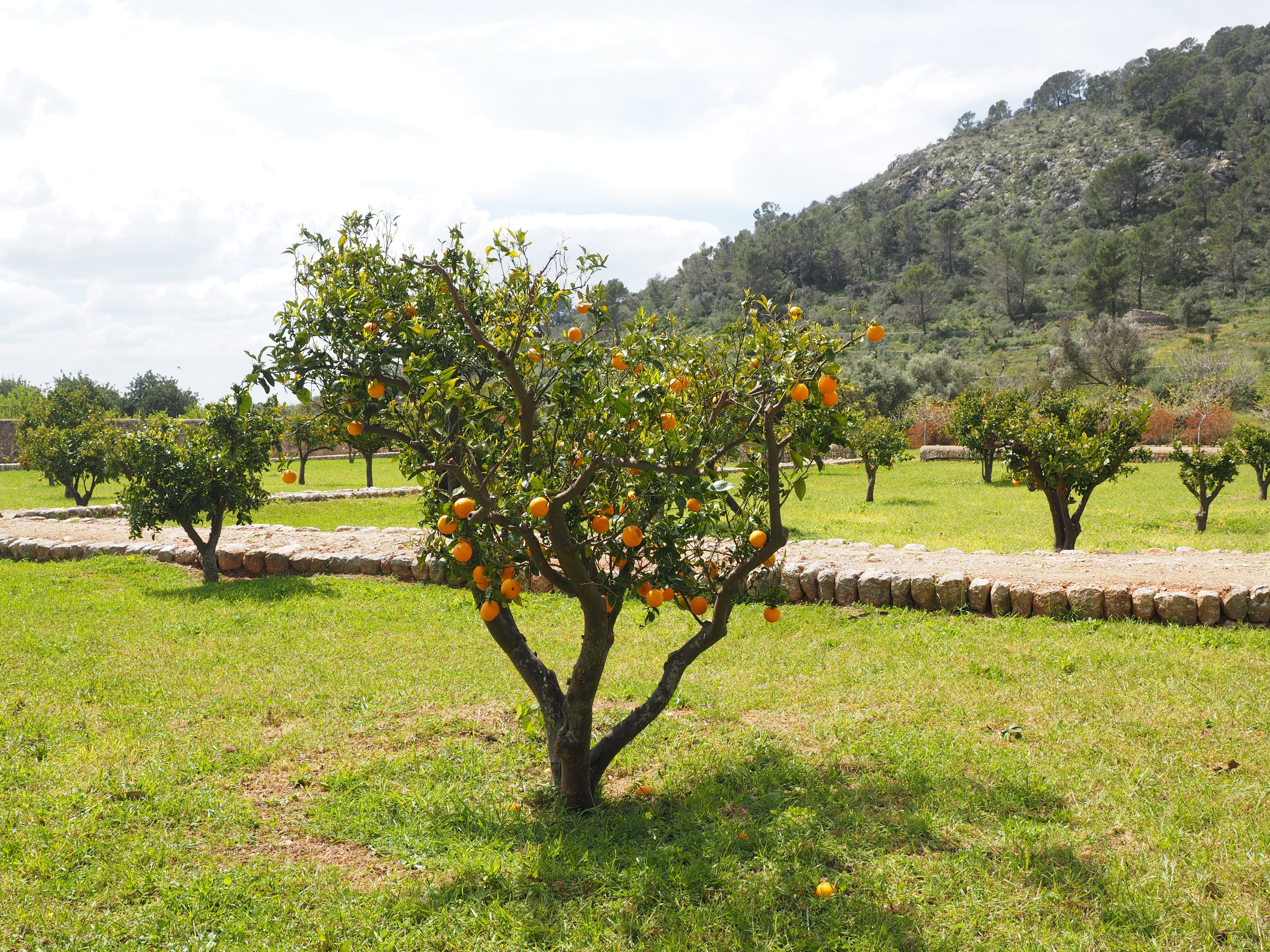 photography of orange tree