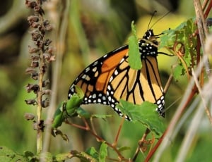 monarch butterfly thumbnail