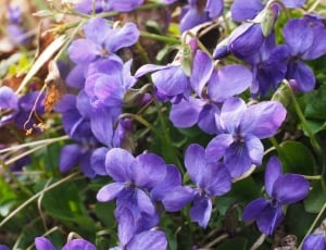 Flower, Blossom, Violet, Scented Violets, purple, flower thumbnail