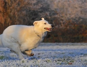 white coated dog thumbnail