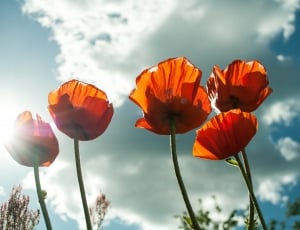 red and orange petaled flowers thumbnail
