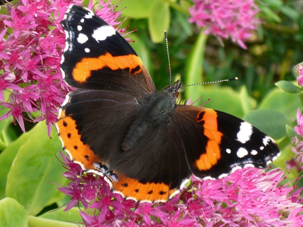 vanessa atalanta butterfly on pink cluster flower preview