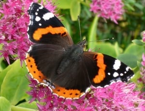 vanessa atalanta butterfly on pink cluster flower thumbnail