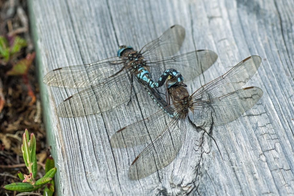 blue and black dragon fly preview