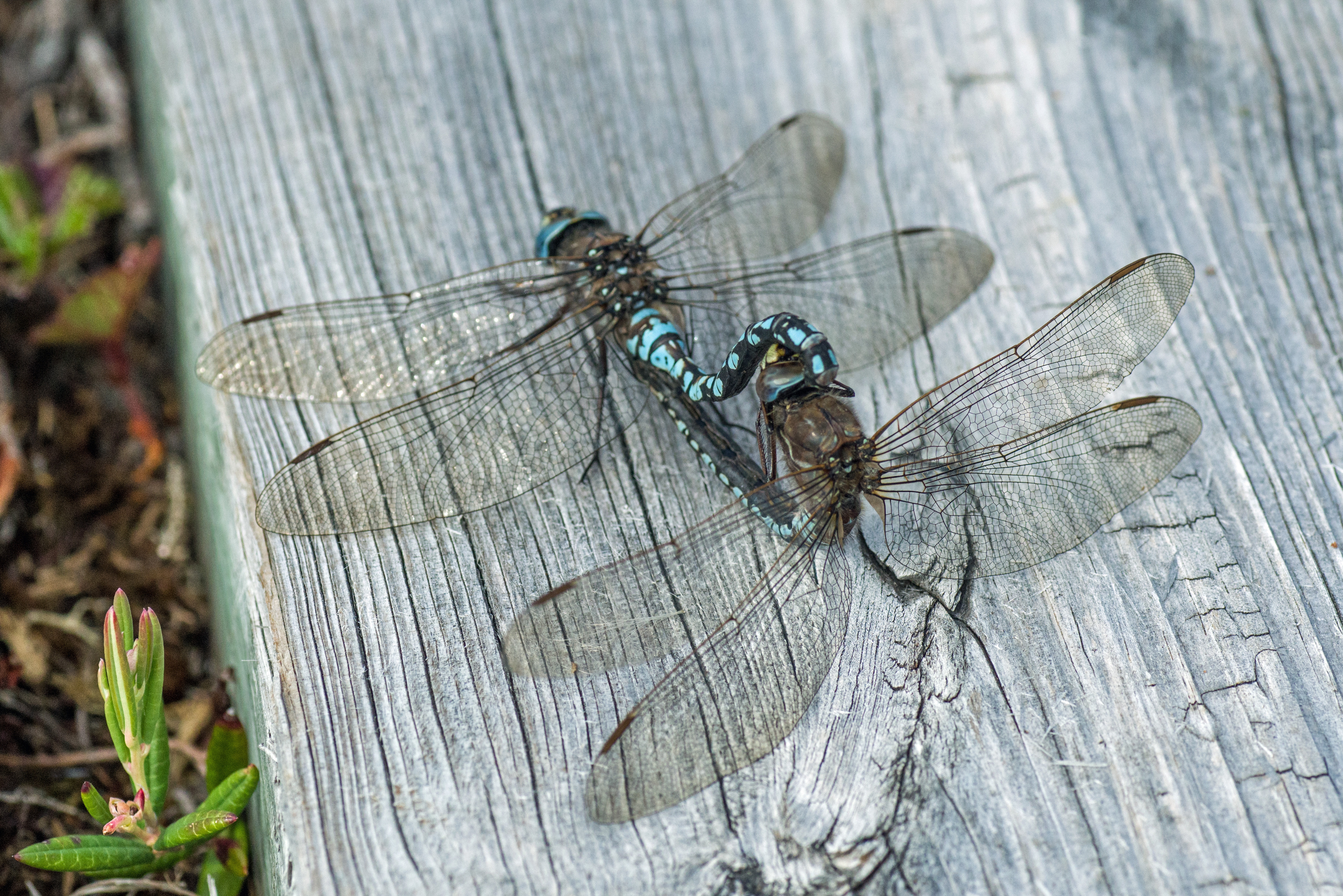 blue and black dragon fly