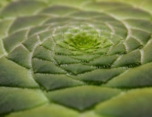 macro photo of green plant thumbnail