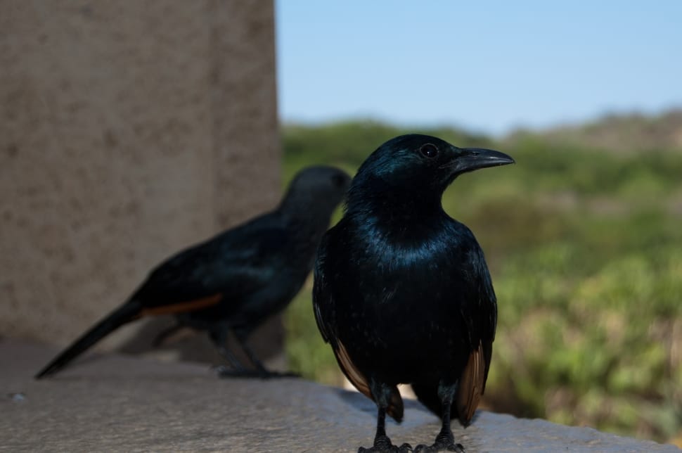 black small bird preview