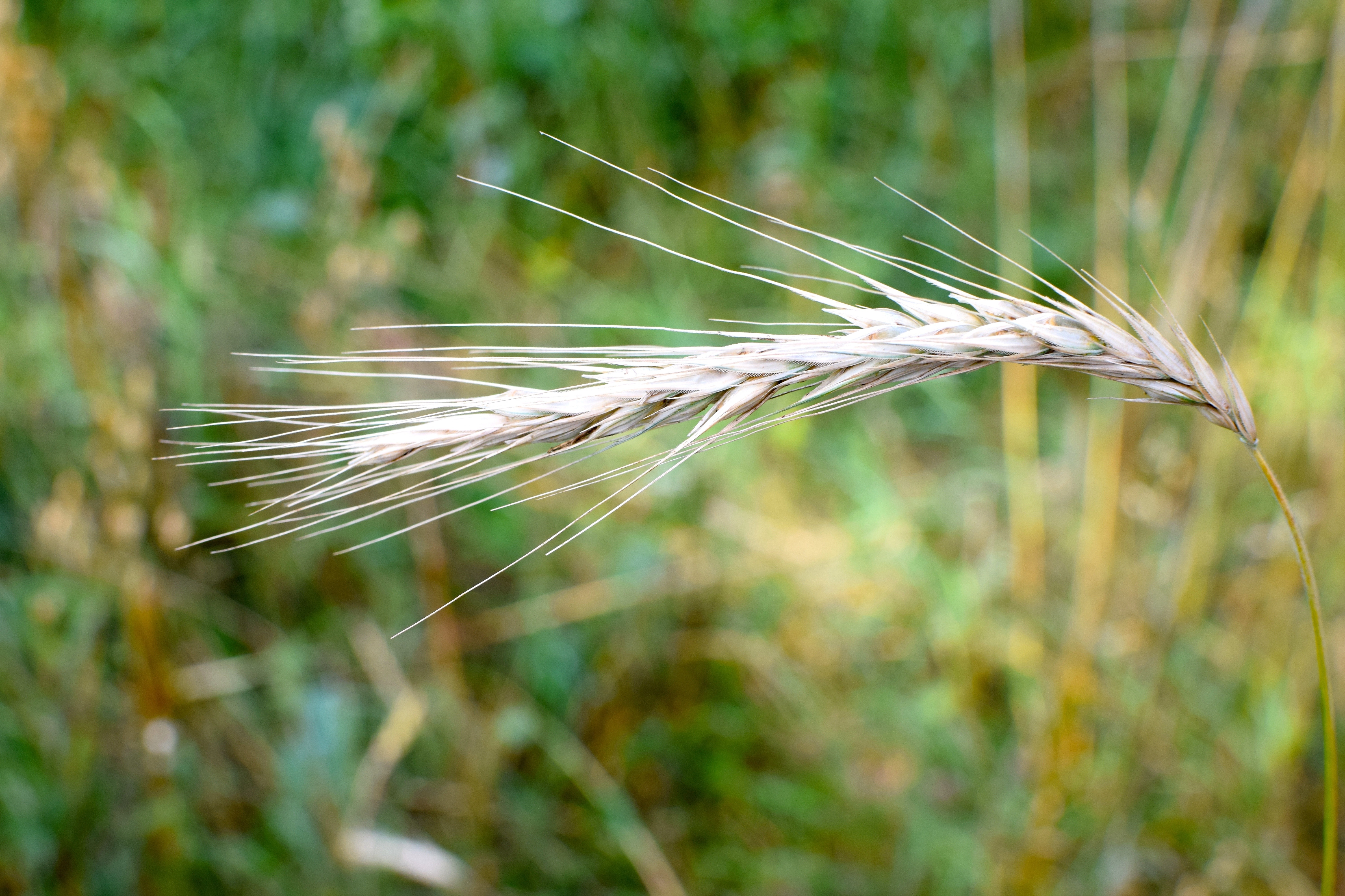 Wheat, Ear, Grain, Plant, Cereals, nature, growth