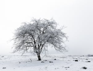 white and brown snow tree in winter season thumbnail